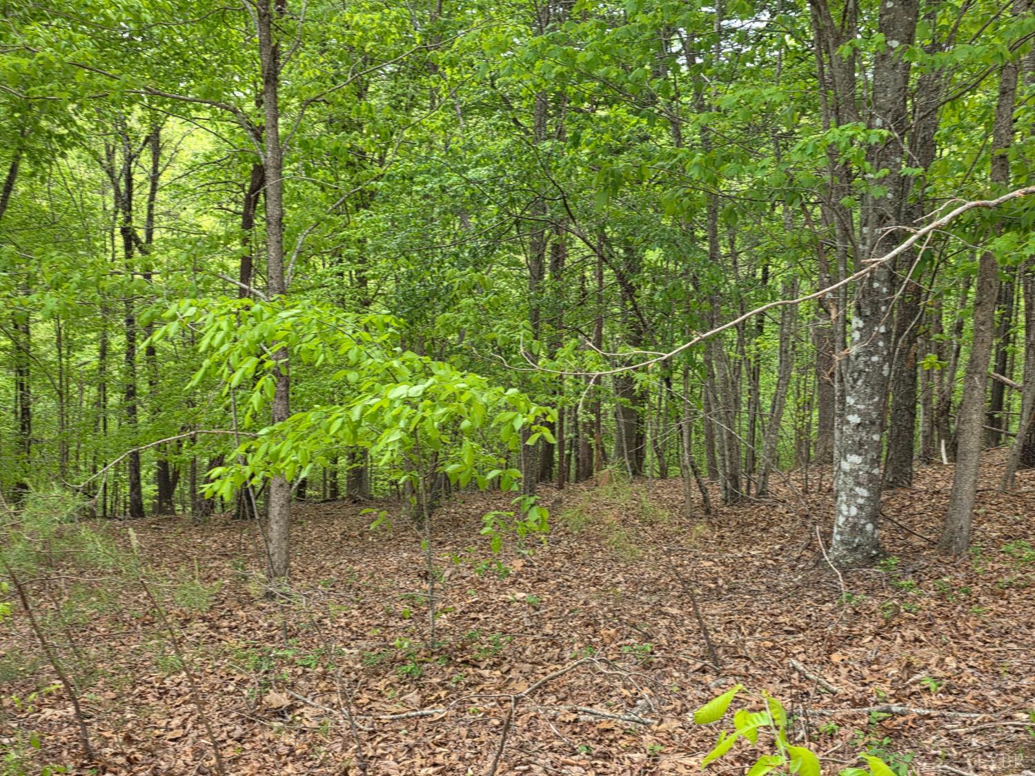 0 Garrison Ridge Pittsville, VA 24139 - Photo 3 of 9 a backyard of a house with lots of green space