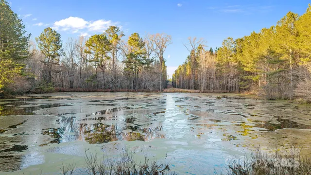 a close up of a plant