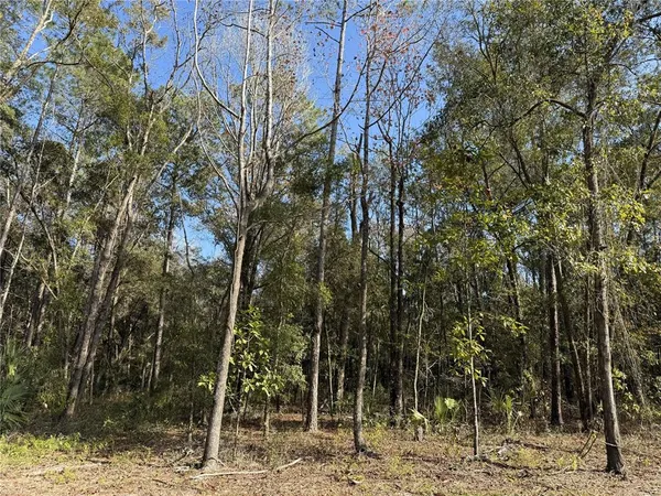 a view of a park with large trees