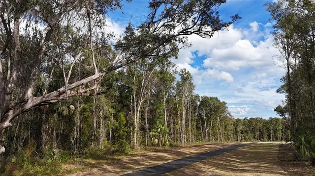 a view of road with large trees
