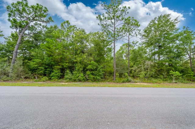a view of a yard with a plant