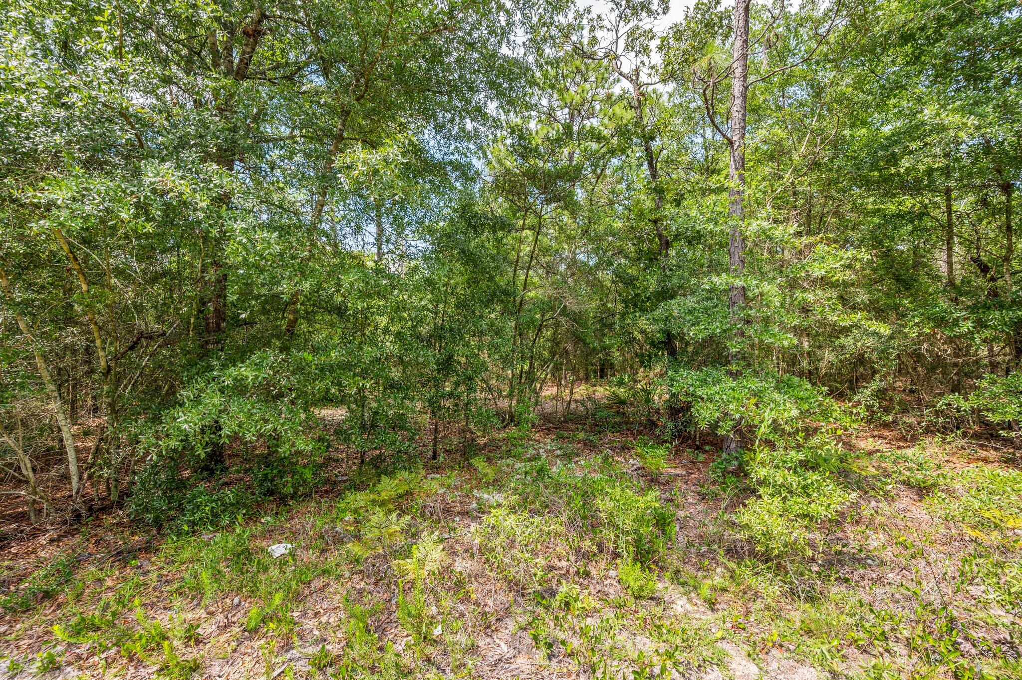 0 Bear Creek Road Crestview, FL 32539 - Photo 16 of 20 a view of a lush green forest