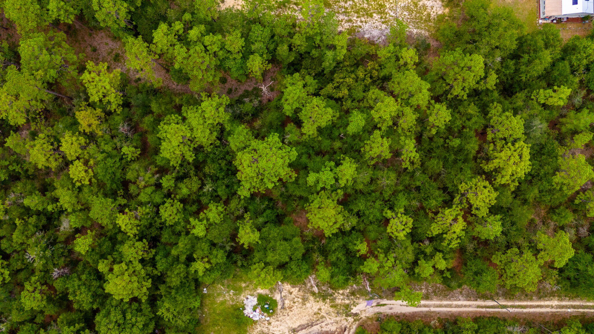0 Bear Creek Road Crestview, FL 32539 - Photo 6 of 20 a view of a yard