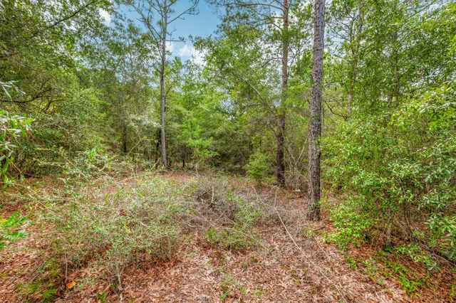 a view of a forest with trees in the background