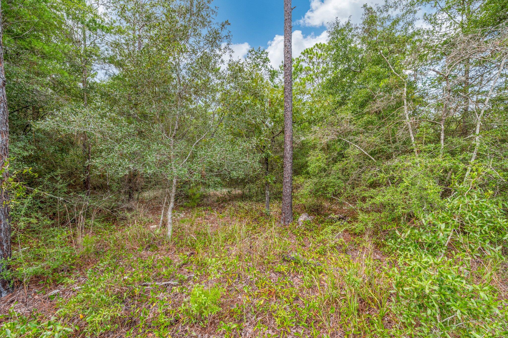 0 Bear Creek Road Crestview, FL 32539 - Photo 8 of 20 a view of a lake view with a plants