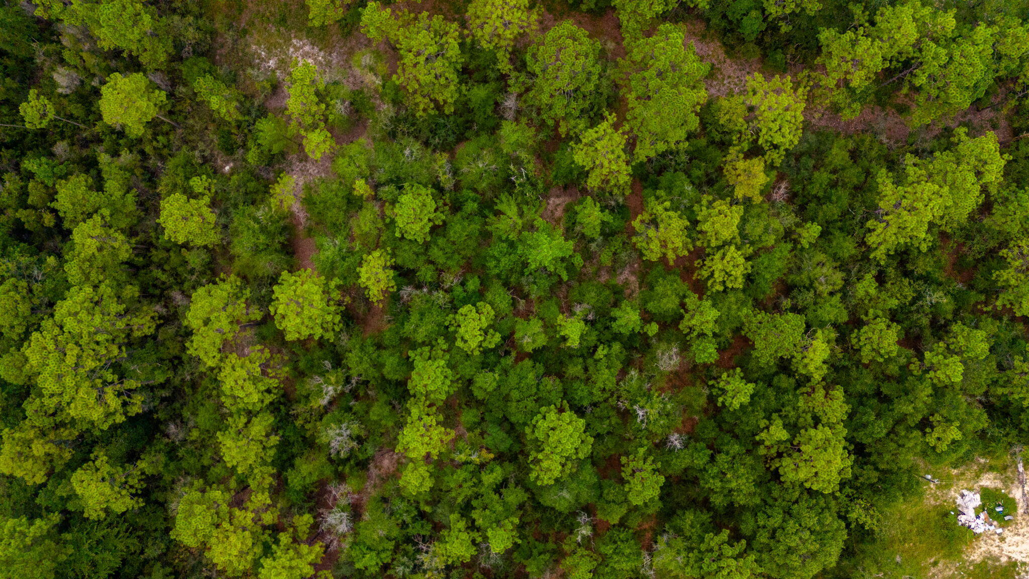 0 Bear Creek Road Crestview, FL 32539 - Photo 9 of 20 a view of a lush green forest