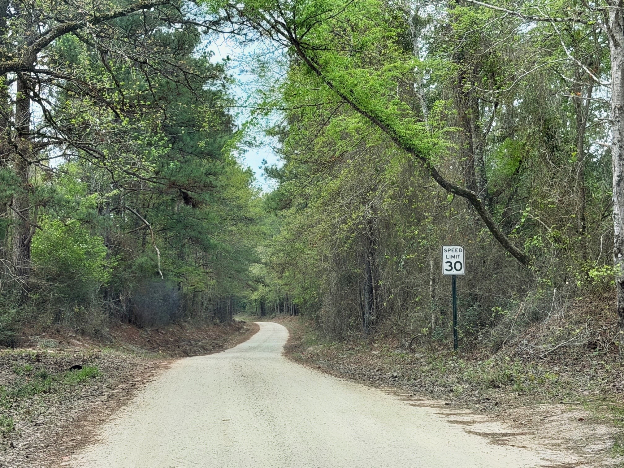 2370 Westville Road Groveton, TX 75845 - Photo 12 of 13 a view of a forest with a trees