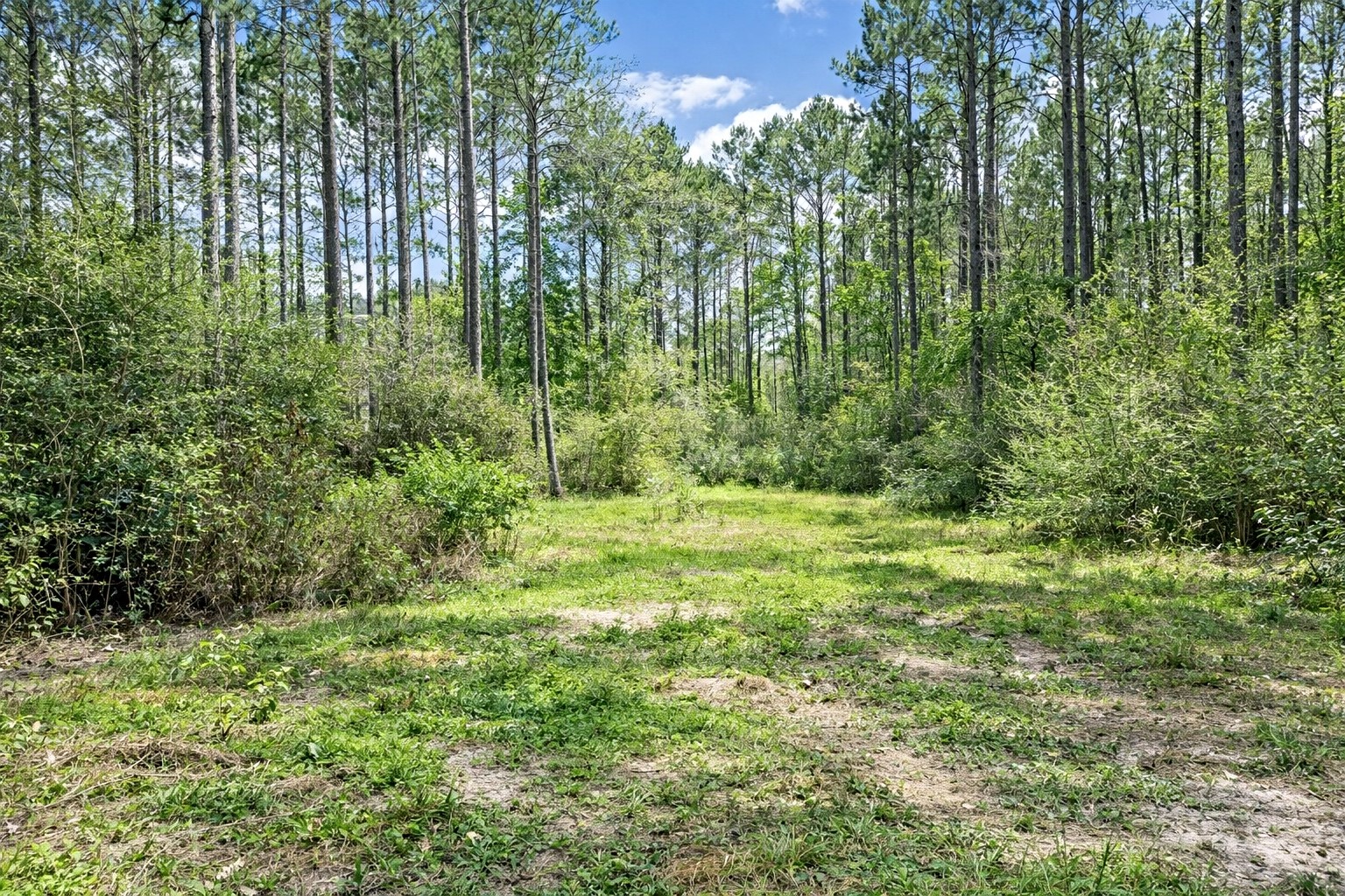 2370 Westville Road Groveton, TX 75845 - Photo 3 of 11