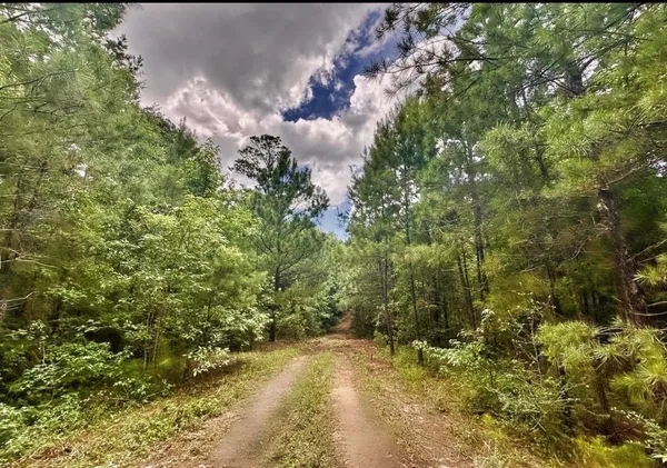 a view of a yard