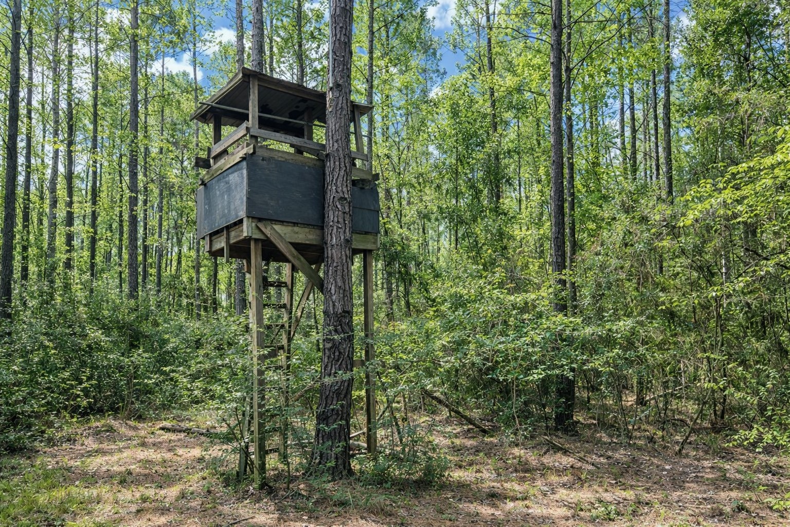 2370 Westville Road Groveton, TX 75845 - Photo 5 of 11