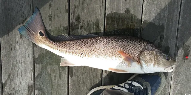 $54,995 | 41 Friendfield Marina Georgetown Sc 29440, Georgetown, SC 29440