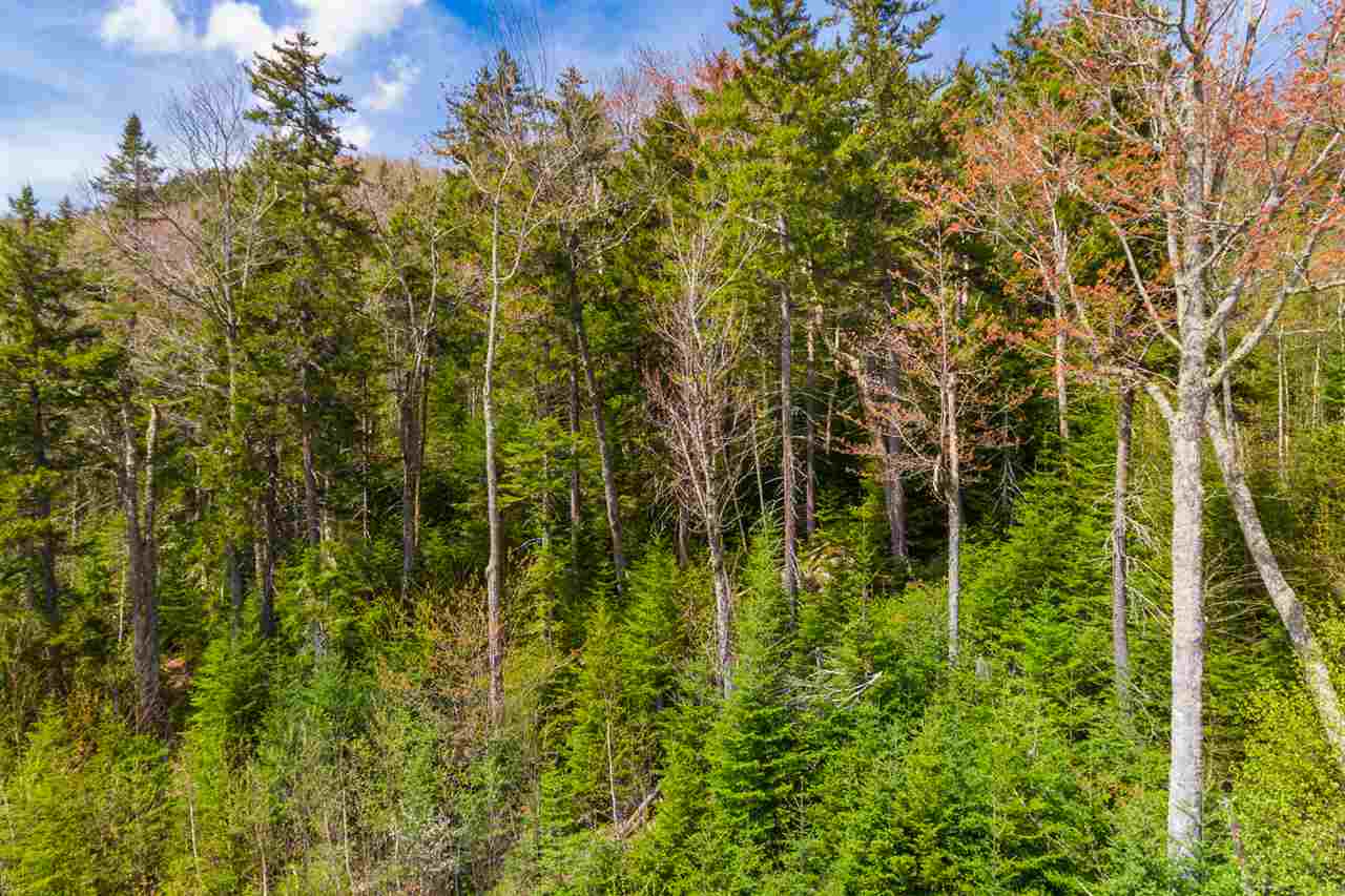 Dartmouth Ridge Road, Unit 7 Twin Mountain, NH 03595 - Photo 5 of 12 Gallery Image 5
