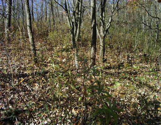 Lot 3 Brewer Road Freedom, PA 15042 - Photo 2 of 12 Land.