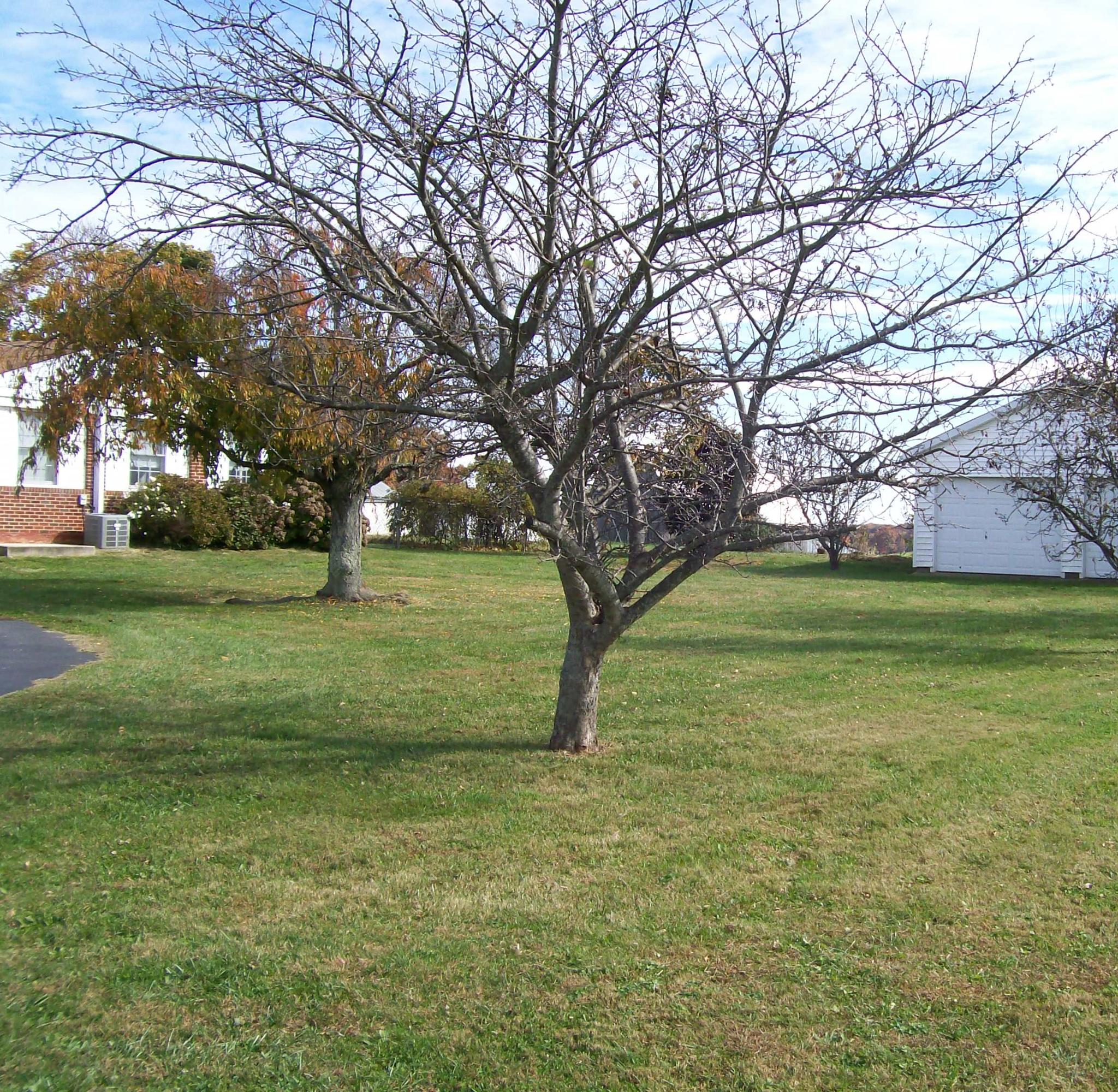 482 Webster Road Glade Hill, VA 24092 - Photo 5 of 30 LAWN AND FRUIT TREES