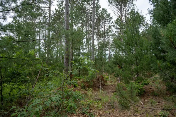 $35,000 | Lot 1 Bollig, Nekoosa, WI 54457