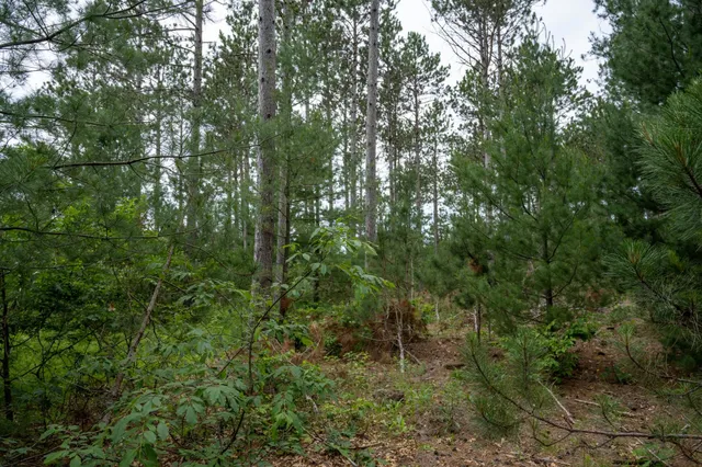 $35,000 | Lot 1 Bollig, Nekoosa, WI 54457