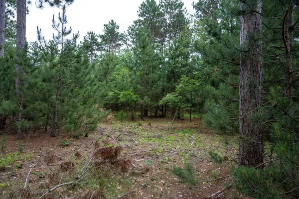 $35,000 | Lot 1 Bollig, Nekoosa, WI 54457