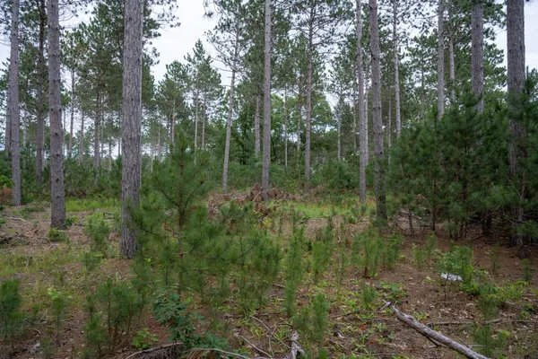 $35,000 | Lot 1 Bollig, Nekoosa, WI 54457
