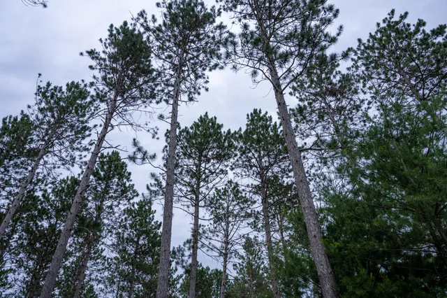 $35,000 | Lot 1 Bollig, Nekoosa, WI 54457