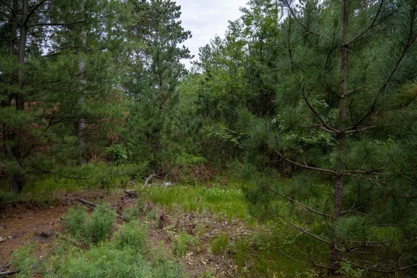 $35,000 | Lot 1 Bollig, Nekoosa, WI 54457