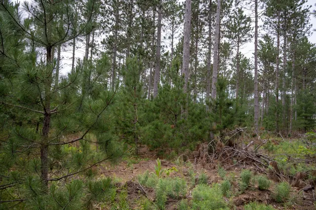 $35,000 | Lot 1 Bollig, Nekoosa, WI 54457