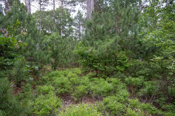 $35,000 | Lot 1 Bollig, Nekoosa, WI 54457