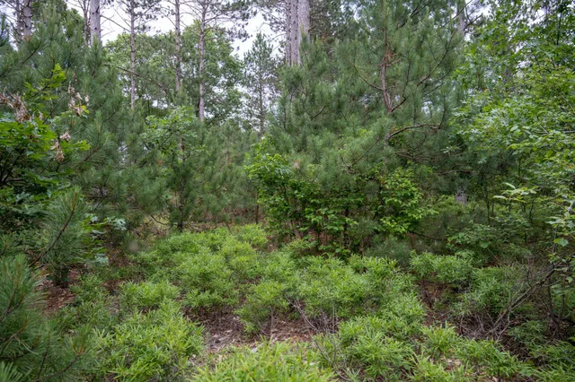 $35,000 | Lot 1 Bollig, Nekoosa, WI 54457