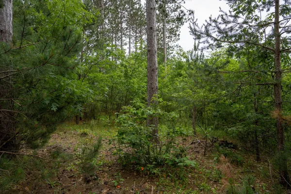 $35,000 | Lot 1 Bollig, Nekoosa, WI 54457