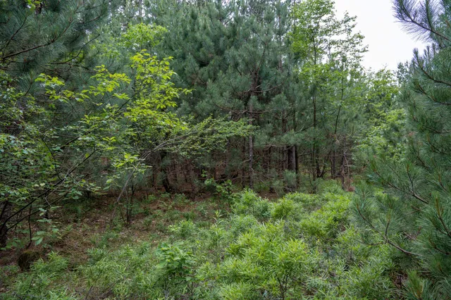 $35,000 | Lot 1 Bollig, Nekoosa, WI 54457