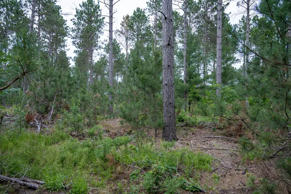$35,000 | Lot 1 Bollig, Nekoosa, WI 54457