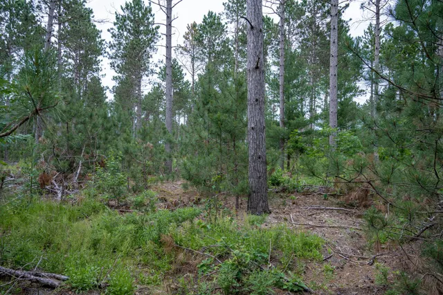 $35,000 | Lot 1 Bollig, Nekoosa, WI 54457