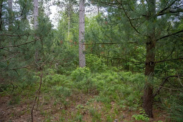 $35,000 | Lot 1 Bollig, Nekoosa, WI 54457