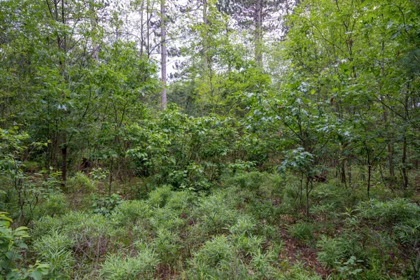 $35,000 | Lot 1 Bollig, Nekoosa, WI 54457