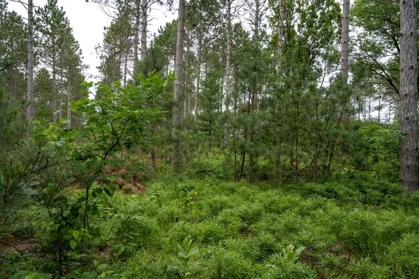 $35,000 | Lot 1 Bollig, Nekoosa, WI 54457