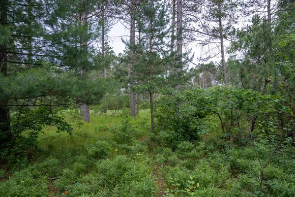 $35,000 | Lot 1 Bollig, Nekoosa, WI 54457