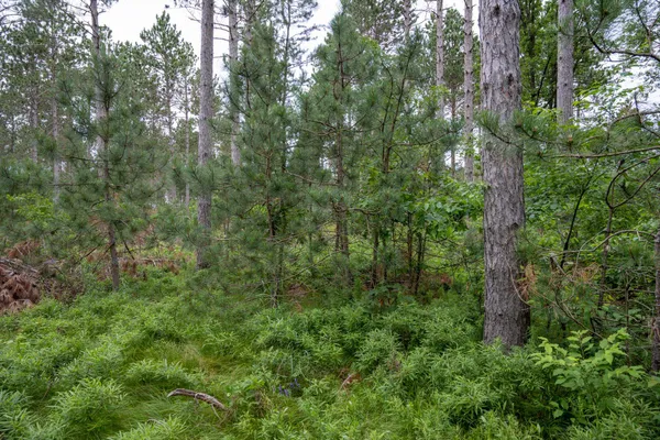 $35,000 | Lot 1 Bollig, Nekoosa, WI 54457