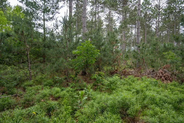 $35,000 | Lot 1 Bollig, Nekoosa, WI 54457