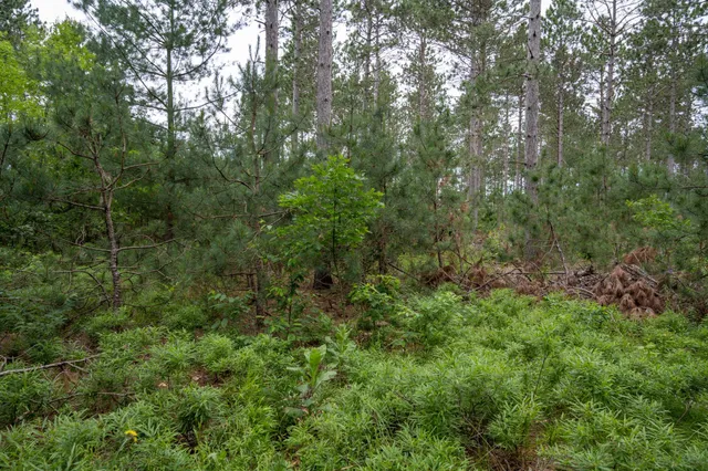 $35,000 | Lot 1 Bollig, Nekoosa, WI 54457