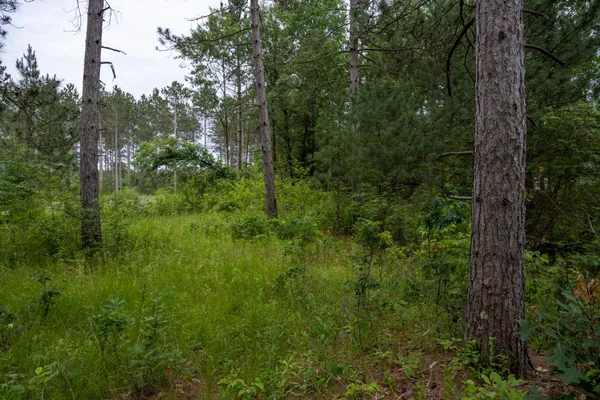 $35,000 | Lot 1 Bollig, Nekoosa, WI 54457
