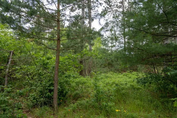 $35,000 | Lot 1 Bollig, Nekoosa, WI 54457