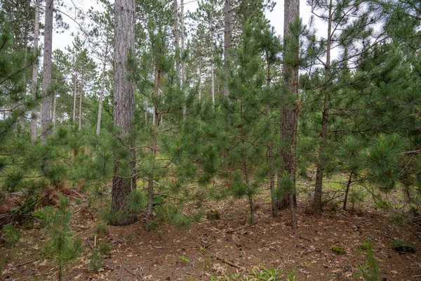 $35,000 | Lot 1 Bollig, Nekoosa, WI 54457
