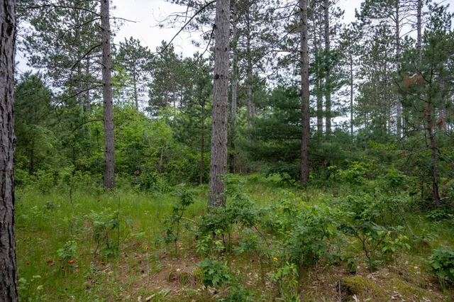 $35,000 | Lot 1 Bollig, Nekoosa, WI 54457