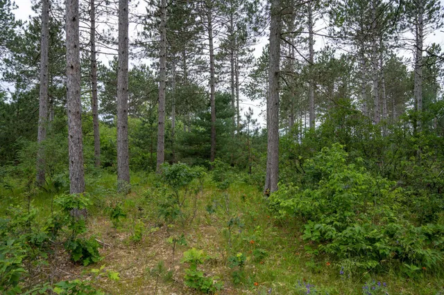 $35,000 | Lot 1 Bollig, Nekoosa, WI 54457