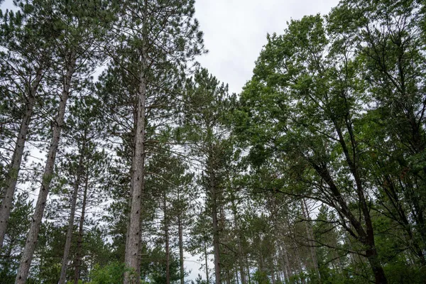 $35,000 | Lot 1 Bollig, Nekoosa, WI 54457