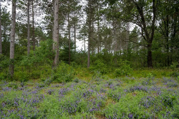 $35,000 | Lot 1 Bollig, Nekoosa, WI 54457