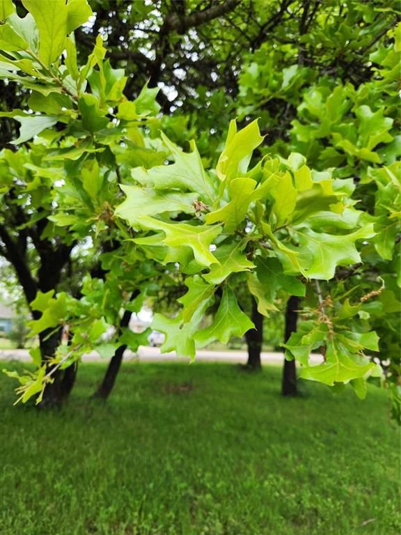 Tbd Tbd Victory & Regatta Oak Point Oak Point, TX 75068 - Photo 4 of 7 a view of a tree