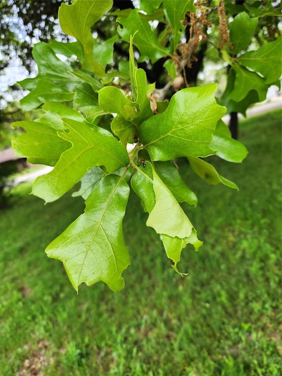 Tbd Tbd Victory & Regatta Oak Point Oak Point, TX 75068 - Photo 5 of 7 a view of a plant
