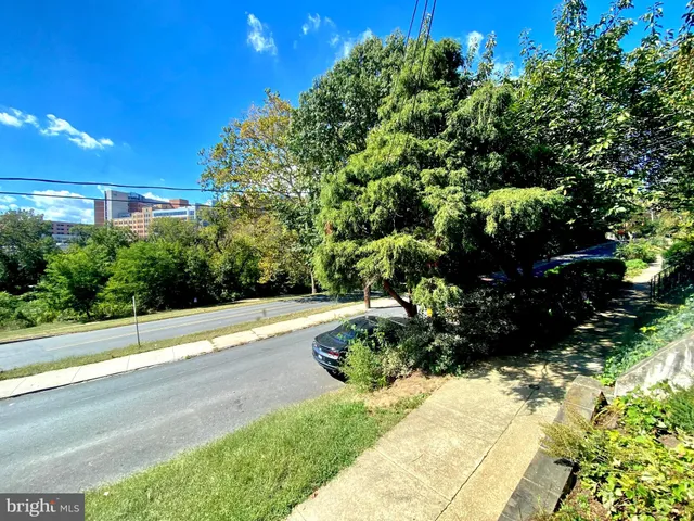 a view of a garden with large tree