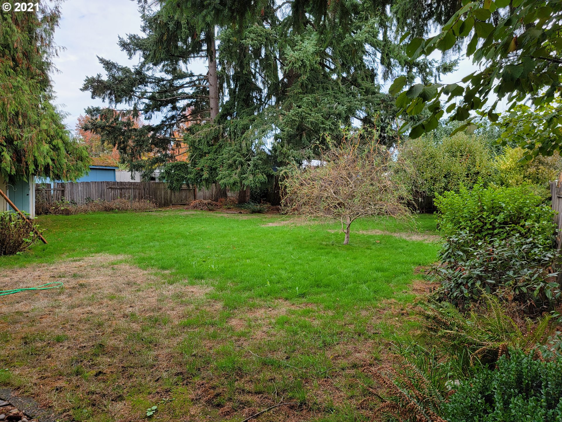 5180 D Street Springfield, OR 97478 - Photo 3 of 9 a view of a backyard with large trees