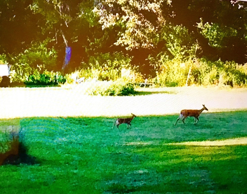 12 Dover Road Natick, MA 01760 - Photo 7 of 12